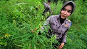 ‘Hadiah’ Tahun Baru, Thailand Sepakat Ganja Legal Jadi Obat