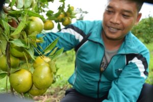 Nikmati Liburan Sambil Petik Jeruk Manis di Pakpak Bharat