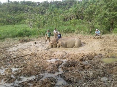 Penyelamatan Dramatis “Winggo“ Gajah Berbobot 3 Ton yang Terjebak Lumpur