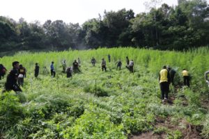 BNN Musnahkan 200 Ribu Batang Ganja di Aceh Besar