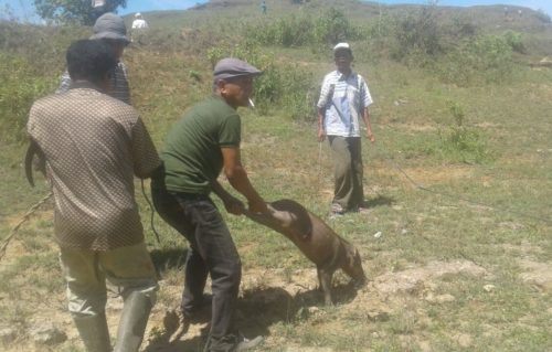 Melihat Tradisi Berburu Hama Babi di Kecamatan Kuta Cot Glie