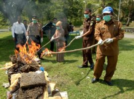 Polres Aceh Besar Musnahkan 81 Kg Ganja Hasil Tangkapan