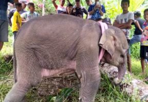 Warga Geumpang Selamatkan Anak Gajah Terluka