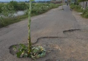 Pemkab Aceh Besar Tutup Mata, Warga Tanam Pohon Pisang di Jalan