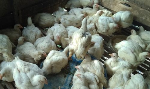 Pasokan Minim, Harga Daging Ayam Naik