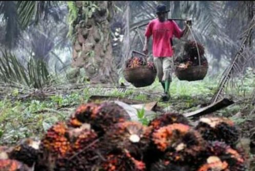 Harga Sawit Anjlok, Pemerintah Aceh Perlu Bentuk Dewan Sawit