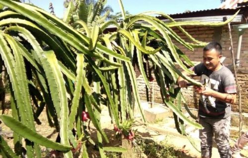 Meraup Laba dari Budidaya Buah Naga Merah