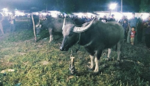 Jelang Idul fitri, Ada Tradisi Sembelih Kerbau Serentak di Lipat Kajang