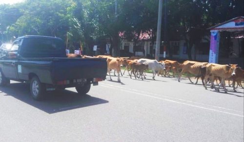 Hewan Ternak Berkeliaran di Jalan, Polisi Pasang Spanduk Peringatan