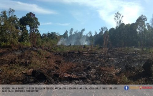 1,5 Hektar Lahan Gambut di Aceh Barat Terbakar