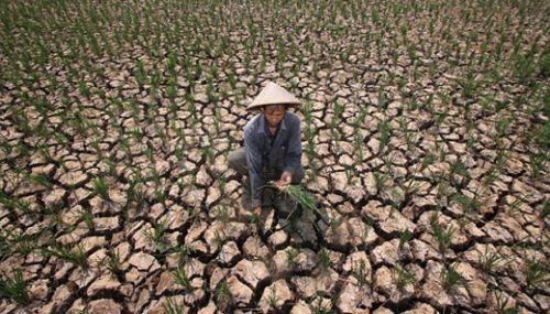 Kekeringan, Belasan Hektar Padi Terancam Gagal Panen