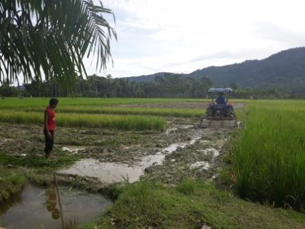 Serangan Hama Wereng dan Tikus, Petani Abdya Terancam Gagal Panen