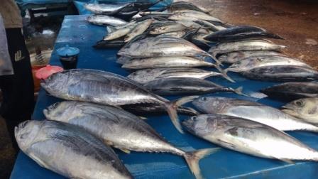 Cuaca Badai, Harga Ikan di Meulaboh Melonjak Naik