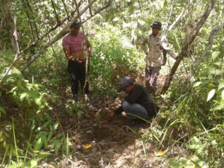 Populasi Gajah Meningkat di Aceh Barat