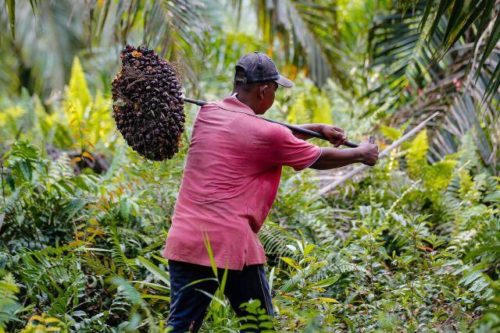 Petani Minta Pemerintah Aceh Atasi Anjloknya Harga TBS Sawit