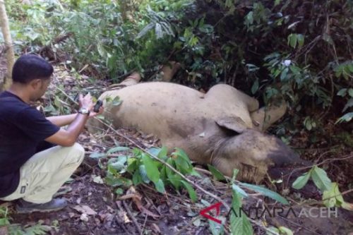 Polisi Tangkap Pembunuh Gajah Bunta