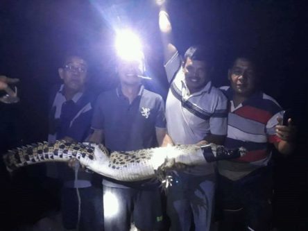 Meresahkan Warga, Seekor Buaya di Singkil Akhirnya Ditangkap