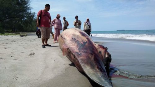 Seekor Lumba-lumba Mati Terdampar di Bibir Pantai Saragian 