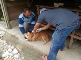 Cegah Rabies, Ratusan Hewan di Aceh Singkil Disuntik Massal