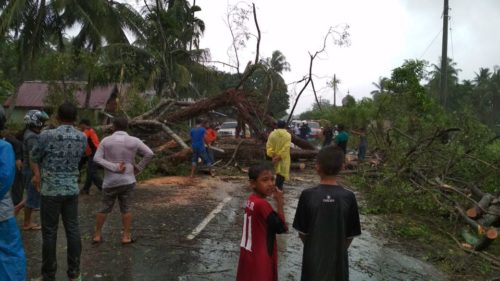 Di Abdya, Pohon Tumbang Diterjang Hujan dan Angin Kencang