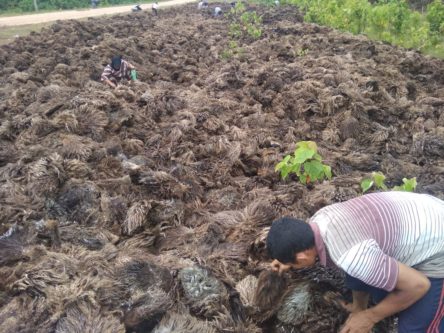 Masyarakat Manfaatkan Jamur dari Cangkang Sawit PT Syauqat Agroe