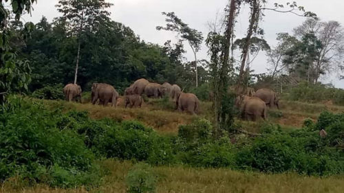 Kawanan Gajah Kembali Usik Warga Keumala