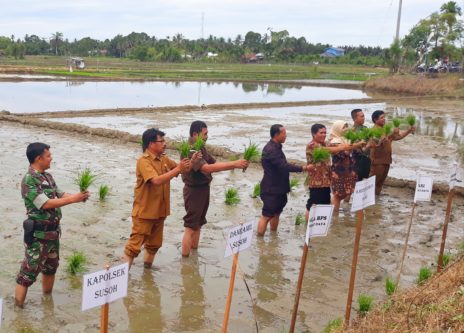 Tanam Serentak, Abdya Jagokan Padi Varietas M400