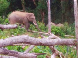 Lagi, Padi Masyarakat Keumala Dimakan Kawanan Gajah