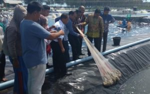 Melirik Potensi Usaha Tambak Udang Vaname di Aceh Barat