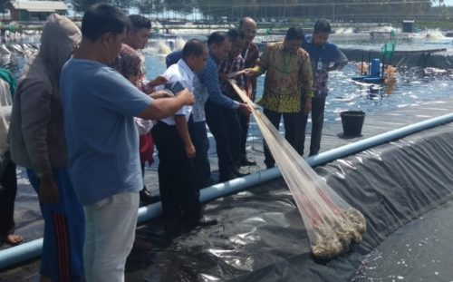 Melirik Potensi Usaha Tambak Udang Vaname di Aceh Barat