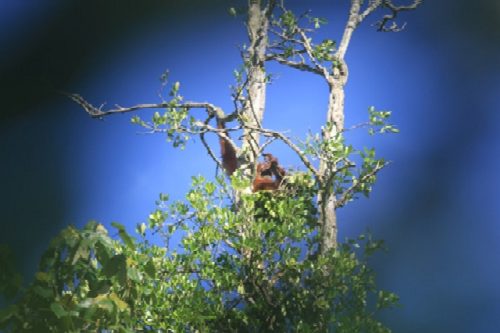 BKSDA Evakuasi Seekor Orangutan Terisolir di Aceh Barat