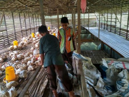 Aceh Barat Berdayakan Pesantren untuk Tingkatkan Produksi Ayam dan Telur