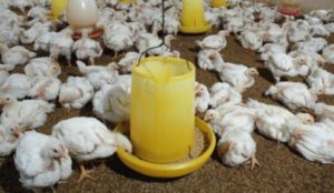 Harga Ayam Broiler Naik di Meulaboh