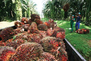 80 Organisasi Desak Bupati Hentikan Pembukaan Lahan Baru di Aceh Utara