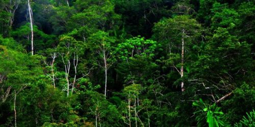 Walhi Aceh Latih Warga Kepies Tentang Hak Kelola Hutan Desa