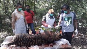 Seekor Harimau Mati Diracun di Aceh Selatan