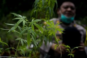 Ganja Ditetapkan Sebagai Tanaman Obat, Ini Tanggapan Polri