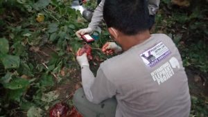 Tim BKSDA Ungkap Hasil Pemeriksaan Kematian Gajah Ollo di Aceh Jaya