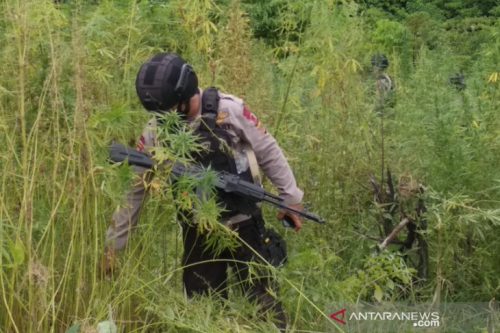 Polisi Musnahkan 10 Hektare Ladang Ganja di Aceh Besar