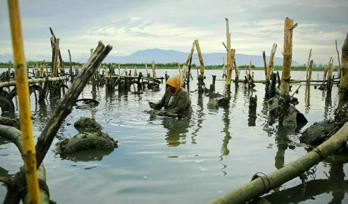 Denyut Ekonomi Pencari Tiram di Bantaran Alue Naga