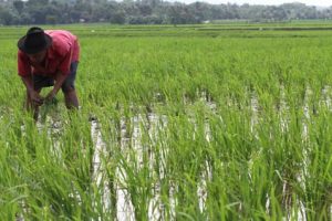 Antisipasi Krisis, DKPPP Lhokseumawe Kembangkan Budidaya Pangan