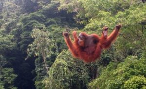 Orang utan bukit lawang leuser Walhi Aceh.