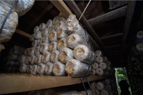 Baglog jamur tiram dalam kubung budi daya di Desa Cot Meureuboe, Kecamatan Kuta Makmur, Aceh Utara. (Foto/Suryadi)