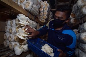 Suryadi memanen jamur tiram hasil budidayanya di Desa Cot Meureuboe, Kecamatan Kuta Makmur, Aceh Utara. (Foto/Suryadi)