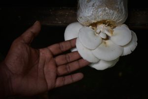 Jamur tiram hasil budidayanya di Desa Cot Meureuboe, Kecamatan Kuta Makmur, Aceh Utara. (Foto/Suryadi)