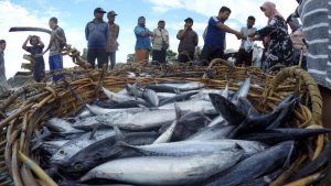 tangkapan ikan nelayan melimpah 1 169