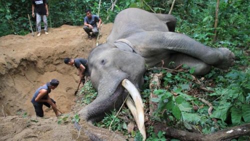 Ilustrasi Foto: Gajah Sumatera mati di Aceh. (ANTARA FOTO/SYIFA YULINNAS)