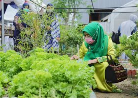 nurmiati ketua pkk kota banda aceh saat berkunjung ke sayur yang dikelola pkk lambhuk