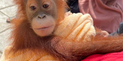 orang utan dok humas polda aceh