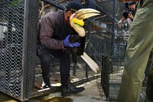 burung langka disita dari rumah dinas wagub aceh 01